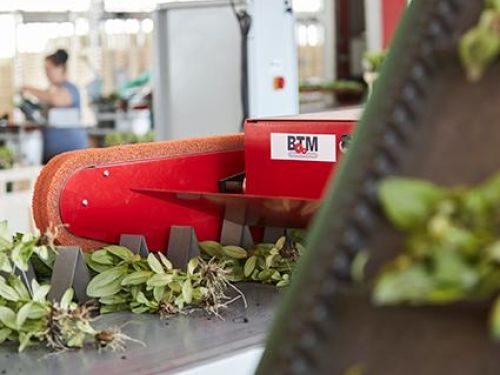 Chrysantemum BTM Machine