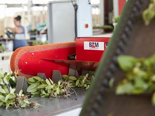 Chrysantemum BTM Machine