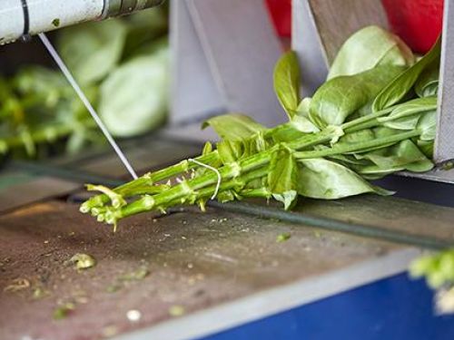 Elastic binding of flowers